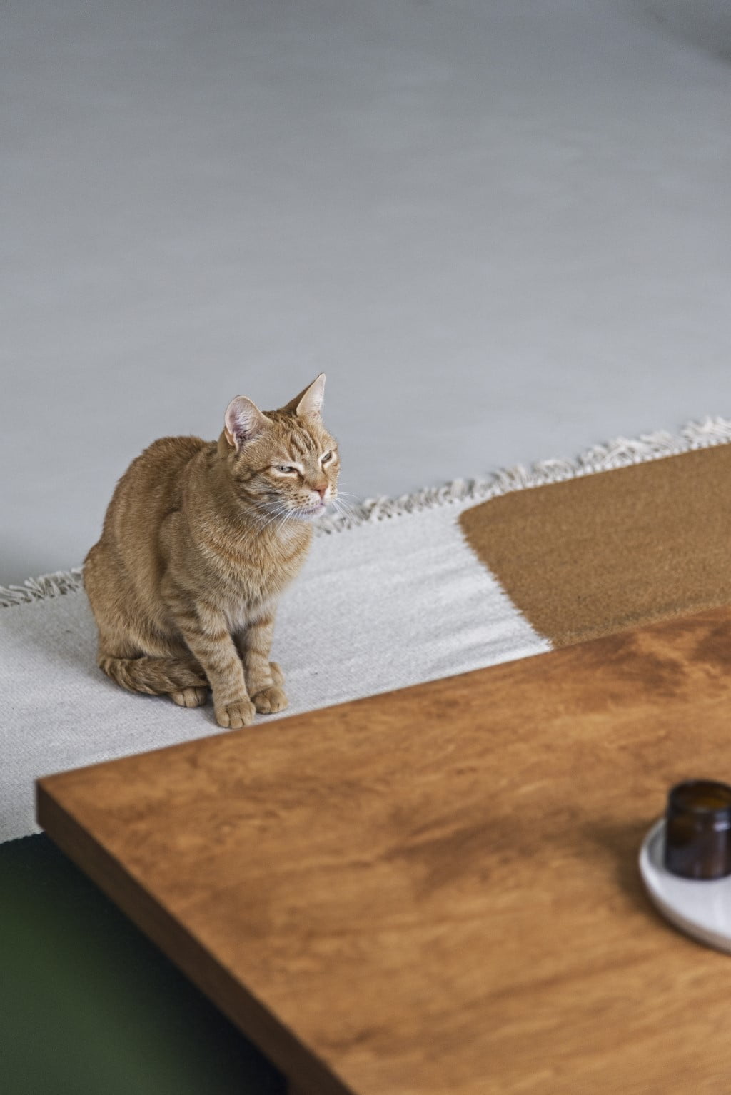 Minimalistyczny stolik ze sklejki brzozowej, styl japoński, meble ze sklejki, kot